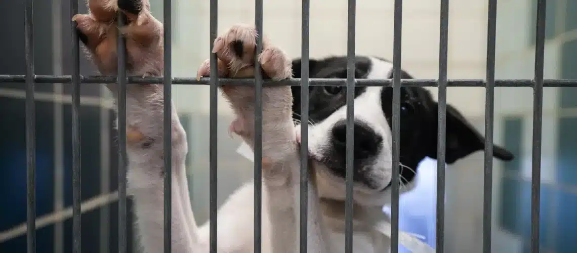 Refugio de animales de Houston ofrece tarifas de adopción reducidas Refugio de animales de Houston ofrece tarifas de adopción reducidas
