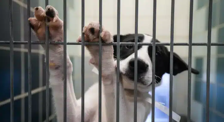Refugio de animales de Houston ofrece tarifas de adopción reducidas