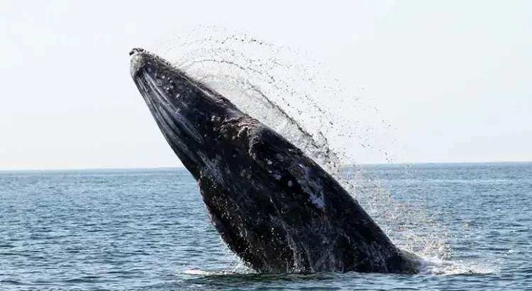 Logran científicos la primera conversación entre una ballena y un humano